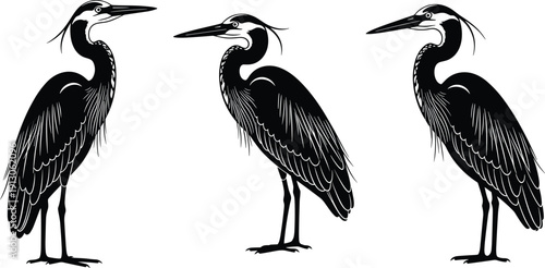 Set of Three Great Blue Heron Bird Silhouettes in Black and White Realistic Style Standing Tall and Graceful Isolated on White Background for Nature Design