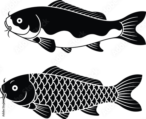Black vector silhouette and detailed scale illustration of common carp and koi fish for fishing sport pond aquaculture seafood market and Japanese nature branding