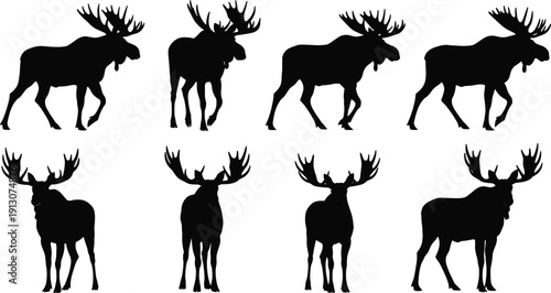 Moose silhouette collection in various standing and walking poses isolated on white background, majestic wild forest animal illustration set for logo and design