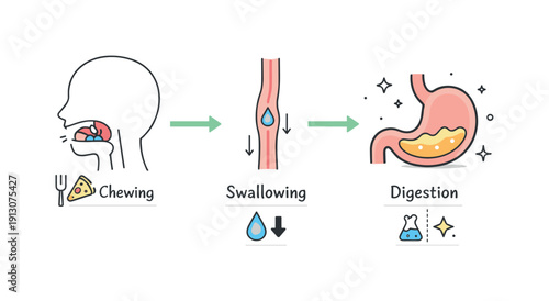 Food digestion in the body. A focused scene illustrating the journey of food from mouth to stomach using simple arrows and symbols. Calm