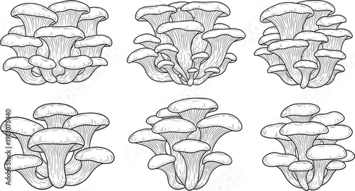 Oyster mushroom hand drawn illustration set with detailed line art clusters isolated on white background, vintage botanical engraving style for food, packaging, and design