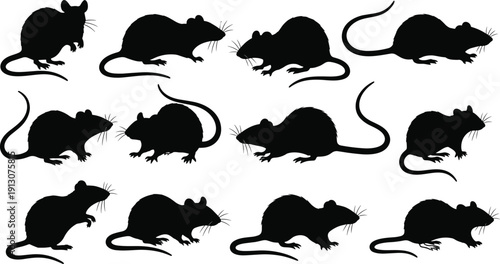 Rat silhouette collection in various crawling and sitting poses isolated on white background, black rodent animal vector set for pest control and design