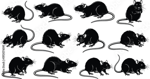 Rat illustration collection in detailed black and white engraving style with various poses isolated on white background, rodent animal art set for design