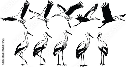 Stork illustration collection with flying and standing poses isolated on white background, detailed black and white wading bird vector set for wildlife design