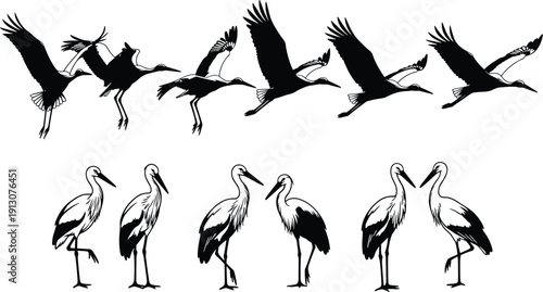 Stork silhouette collection in flying and standing poses isolated on white background, elegant wading bird illustration set for wildlife logo and design