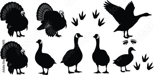 Turkey and goose silhouette collection with bird tracks isolated on white background, farm poultry and wild fowl vector set for hunting and design