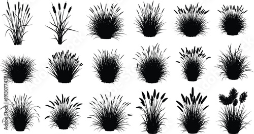 Wild marsh grass and cattail silhouettes collection isolated on white background, black botanical vector set for wetland, pond and landscape design projects