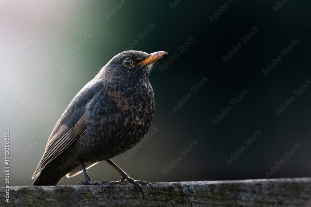 Fototapeta premium Blackbird, turdus merula, female bird perched