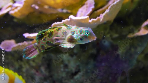 Close up of a mandarin dragon fish also Dragonet or LSD fish close-up marine life of a colorful fish swimming underwater beside a coral reef.
