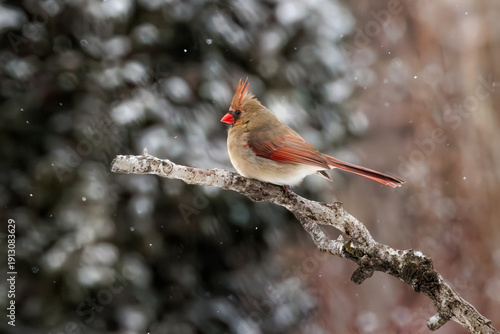 Lone female Northern Cardinal perched on branch
