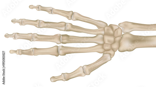 High resolution medical illustration of human hand bone anatomy shown in detailed top view. Carpal bones, metacarpals, and phalanges 