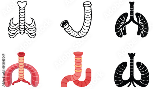 A set of six anatomical illustrations of human lungs and trachea in various colours