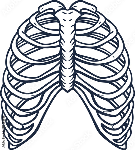 Human rib cage anatomy illustration detailed chest bones with spine and ribs structure