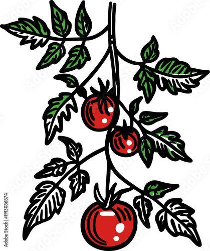 Red ripe tomatoes hanging on green leafy vine branch with detailed botanical illustration