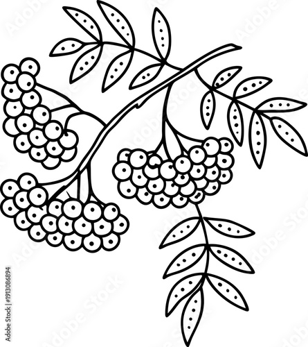 rowan tree branch with clusters of berries and elongated leaves line art illustration