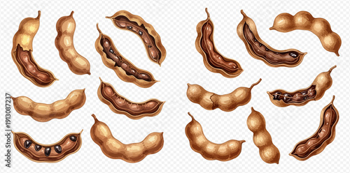 Set of ripe tamarind pods, whole and broken, showing pulp and seeds, on a transparent background.