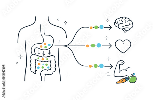 Food digestion in the body. An abstract editorial visualization of nutrients being absorbed and distributed, shown as simple particles and