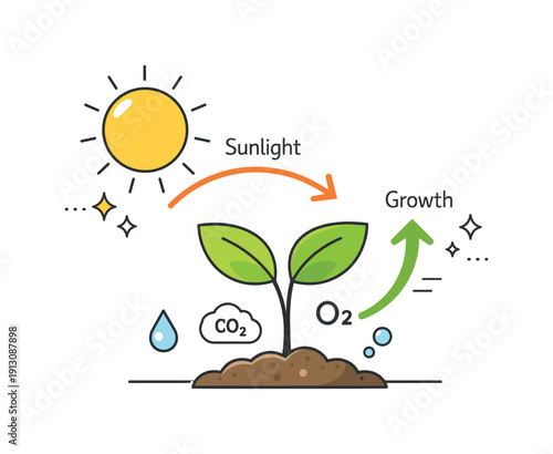 Plant energy conversion. A simple editorial scene with a plant, sun, and arrows indicating light absorption and growth, expressing clarity