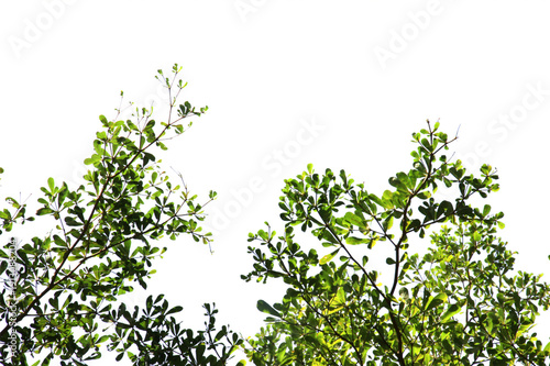 Green leaf or branch isolated on transparent background.