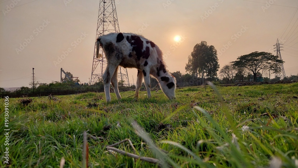 Fototapeta premium Young calf grazing in a grassy field at sunset with power lines and trees in the background.