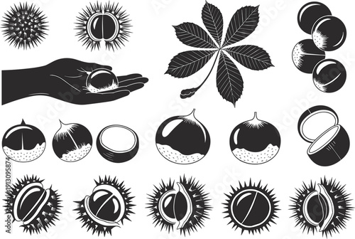 Black vector silhouette set of horse chestnut seeds leaves and prickly husks for autumn nature forest foraging organic food health and seasonal botanical branding design,