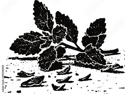 Black and white illustration of a peppermint branch with leaves and scattered fragments on the ground