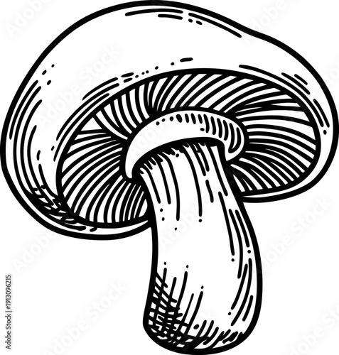 mushroom illustration black and white detailed drawing of edible fungi with cap and stem