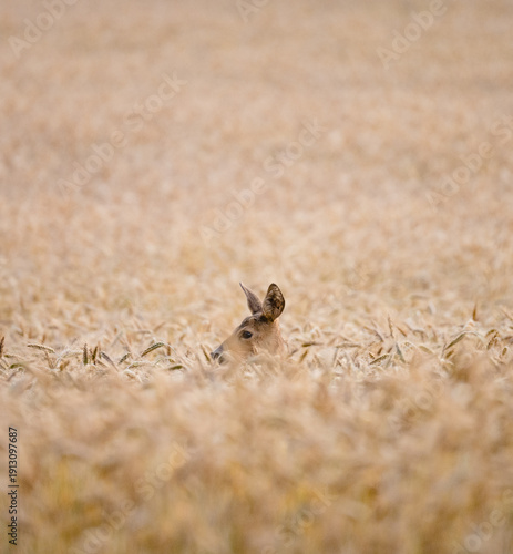 A deer in a field