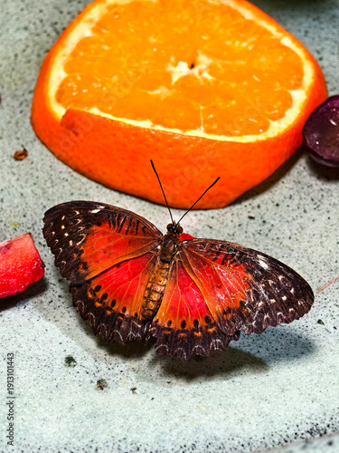 Exotic colorful butterfly sucks nectar from an orange