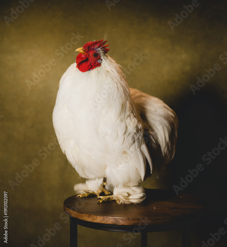 A Rooster in a studio