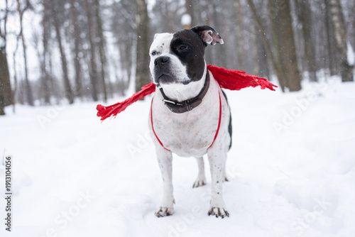 A black and white dog in a red vest with angel wings on a white snowy background. March 8th Greeting card