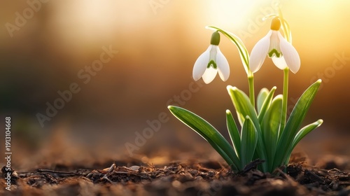 Delicate snowdrop flowers rise from earth in the golden glow of sunset, symbolizing new beginnings and resilience, a perfect embodiment of nature's beauty and hope.