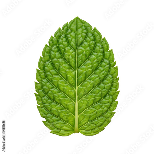 Single mint leaf isolated On Transparent Background