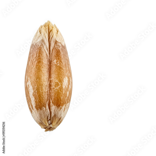 Macro shot of a single grain of wheat