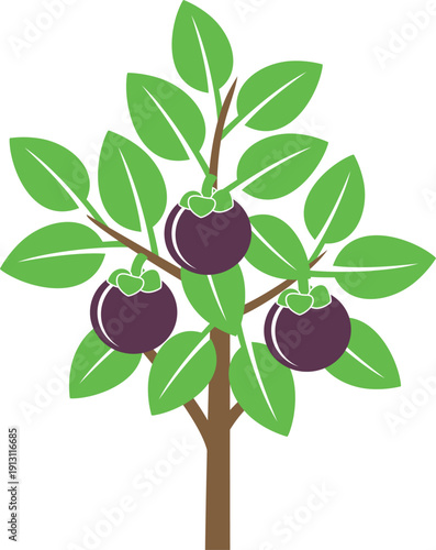 Mangosteen fruit tree logo. Isolated  mangosteen fruit tree on white background