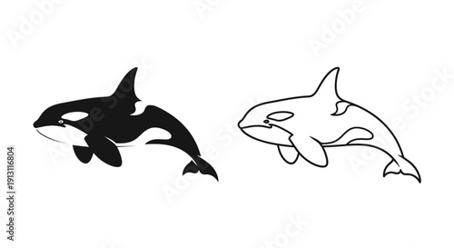 Two whales swimming together in the ocean, one black and one white Vector