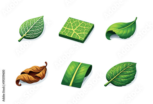 Botanical texture. Isometric flat vector icons set of botanical texture: leaf skeleton, close-up vein pattern, curled edge leaf, vein-dense