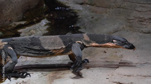 Close up of a large lizard walking and eating grasshoppers beside a creek around rocks on a cloudy day