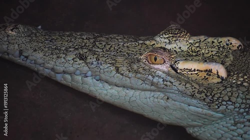Close up of white albino Crocodile head floating on the water surface.