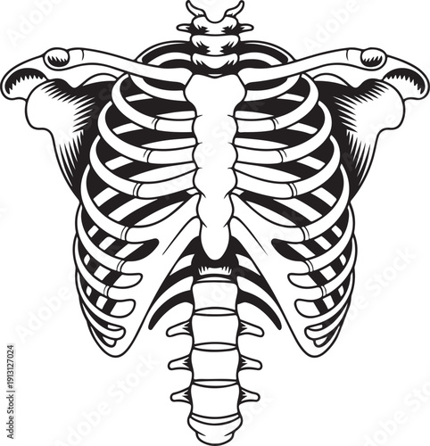 Anatomical illustration of the human rib cage and upper torso skeletal structure isolated on white background, illustration