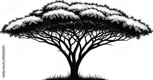Acacia tree silhouette isolated on white background, African savanna landscape nature illustration with detailed branches and wide canopy