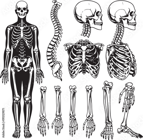 Human skeleton parts and bones anatomy illustration isolated on transparent background