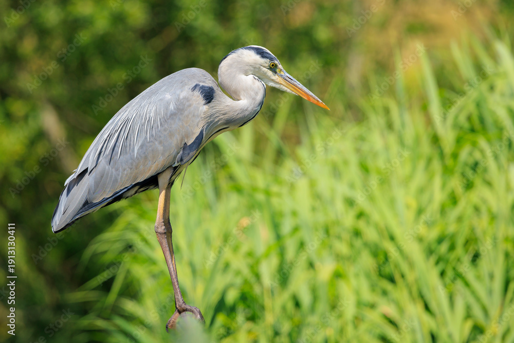 Fototapeta premium Grey heron, Ardea cinerea, hunting and fishing