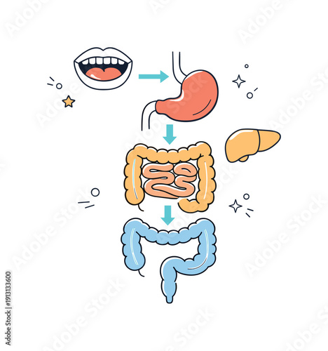 Minimal digestion illustration. Abstract organs arranged neatly with soft arrows and floating decorative elements around. The scene looks