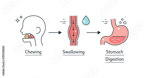 Food digestion in the body. A focused scene illustrating the journey of food from mouth to stomach using simple arrows and symbols. Calm