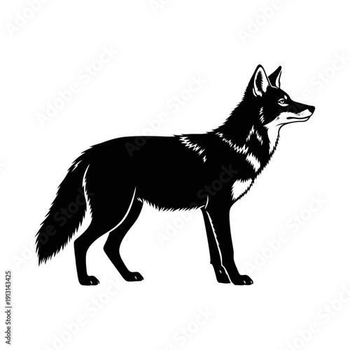 Black Silhouette of a Coyote Standing Profile View.