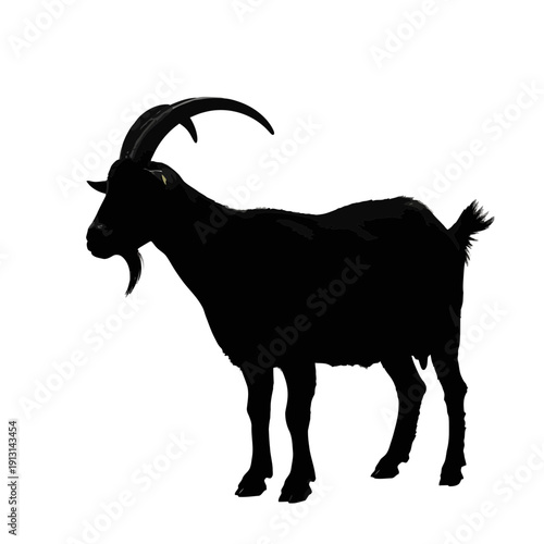 Black Silhouette of a Goat Standing Proudly.