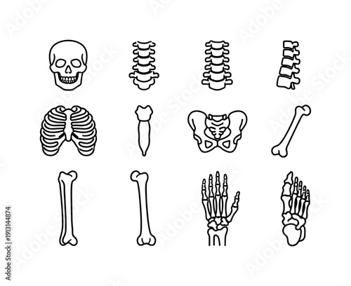 Skeletal system. Line icon set of skeletal system: skull, cervical spine, thoracic spine, lumbar spine, rib cage, sternum, pelvis bones,