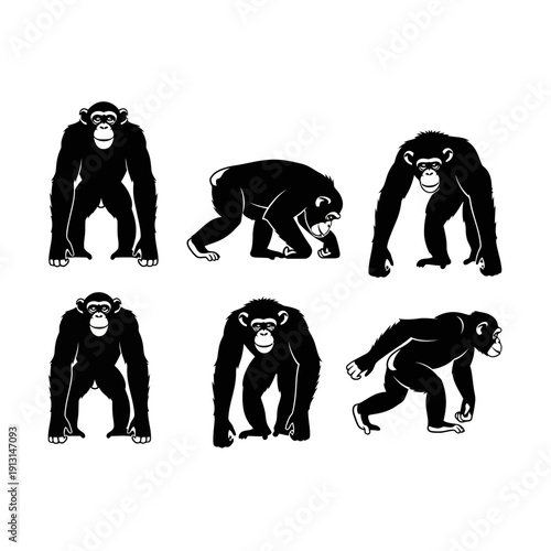 Set of Chimpanzee Silhouettes in Various Poses.
