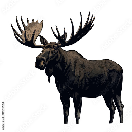 Majestic Moose with Large Antlers Standing Proudly.